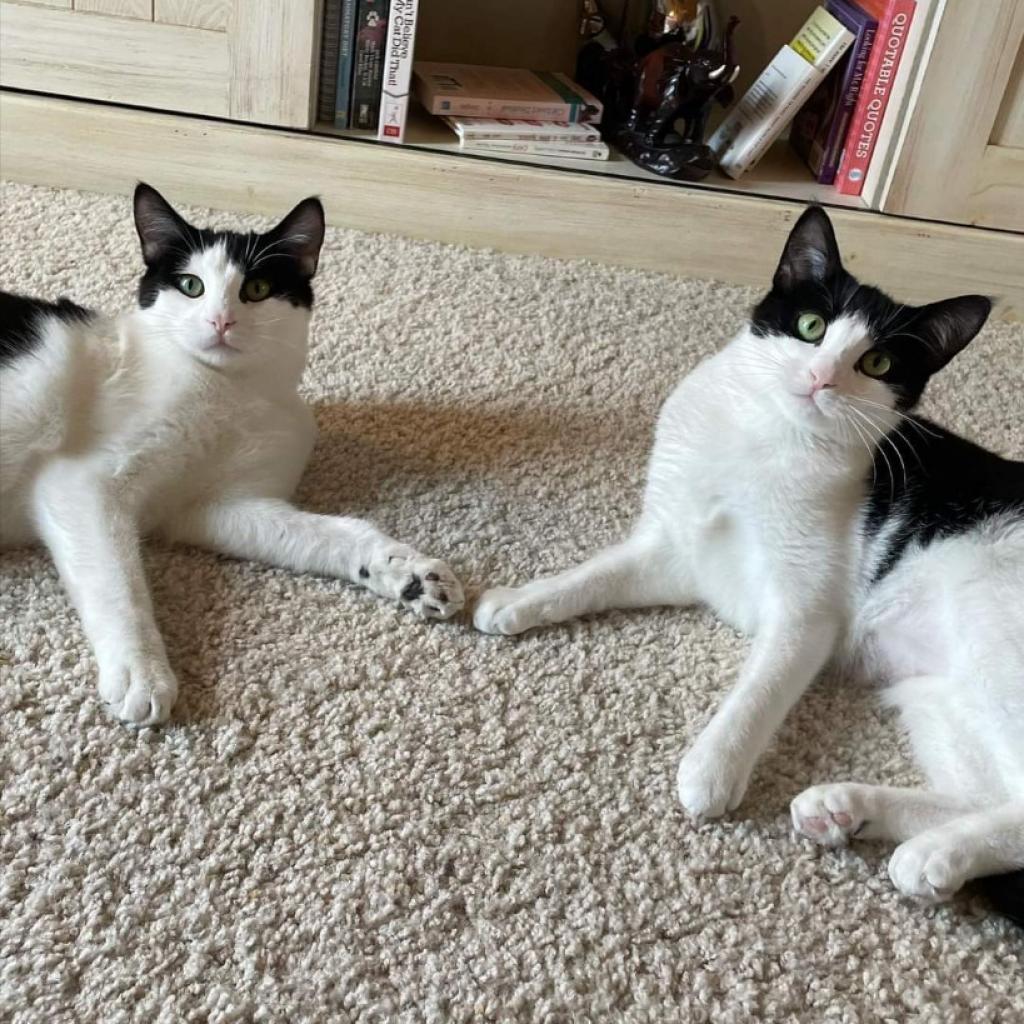 Prosecco--In Foster***ADOPTION PENDING***