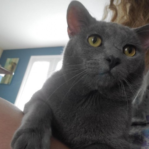 Pine--In Foster***ADOPTION PENDING***, an adoptable Domestic Short Hair in Fargo, ND, 58102 | Photo Image 2