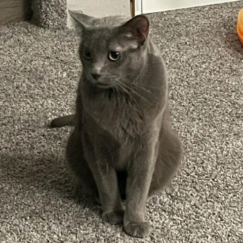Pine--In Foster***ADOPTION PENDING***, an adoptable Domestic Short Hair in Fargo, ND, 58102 | Photo Image 4