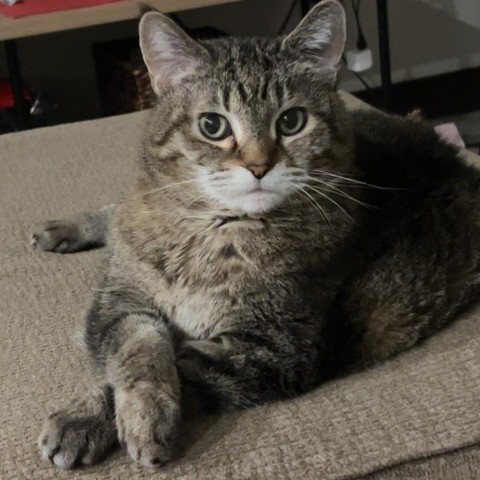 Phyllis--In Foster, an adoptable Domestic Short Hair in Fargo, ND, 58102 | Photo Image 1