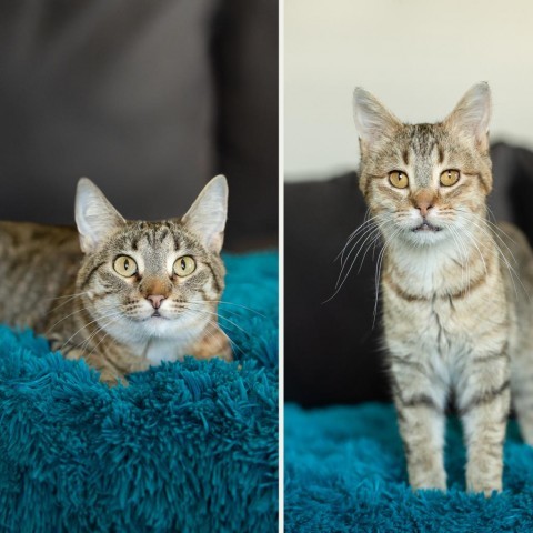 Buddy--In Foster, an adoptable Domestic Short Hair in Fargo, ND, 58102 | Photo Image 1