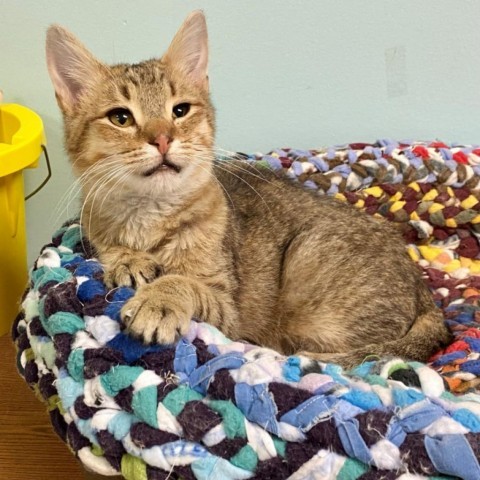 Buddy--In Foster, an adoptable Domestic Short Hair in Fargo, ND, 58102 | Photo Image 2