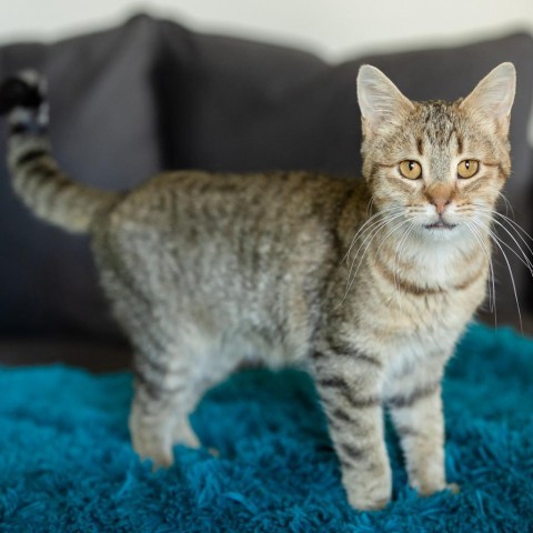 Buddy--In Foster***ADOPTION PENDING***, an adoptable Domestic Short Hair in Fargo, ND, 58102 | Photo Image 3