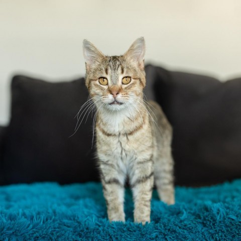 Buddy--In Foster, an adoptable Domestic Short Hair in Fargo, ND, 58102 | Photo Image 4