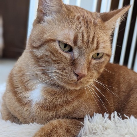 Papaya--In Foster***ADOPTION PENDING***, an adoptable Domestic Short Hair in Fargo, ND, 58102 | Photo Image 2