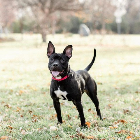 Emery--In Foster, an adoptable Pit Bull Terrier in Fargo, ND, 58102 | Photo Image 1