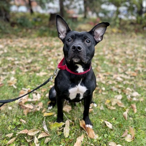 Emery--In Foster, an adoptable Pit Bull Terrier in Fargo, ND, 58102 | Photo Image 2