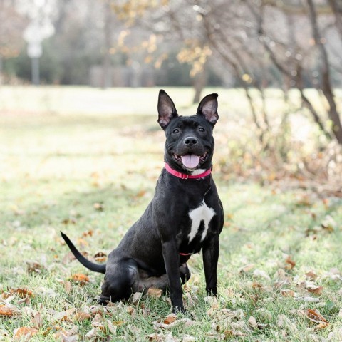 Emery--In Foster***ADOPTION PENDING***, an adoptable Pit Bull Terrier in Fargo, ND, 58102 | Photo Image 3