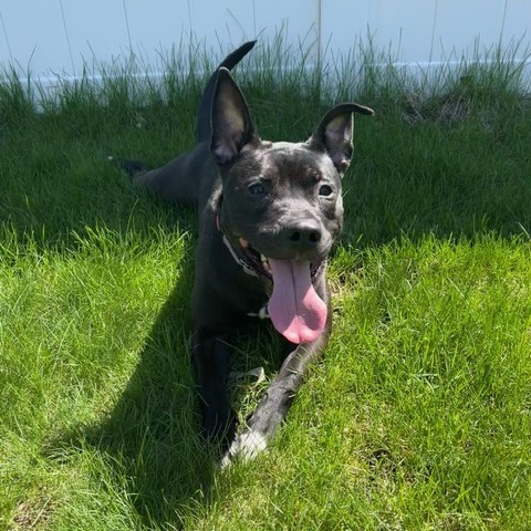 Emery--In Foster***ADOPTION PENDING***, an adoptable Pit Bull Terrier in Fargo, ND, 58102 | Photo Image 6