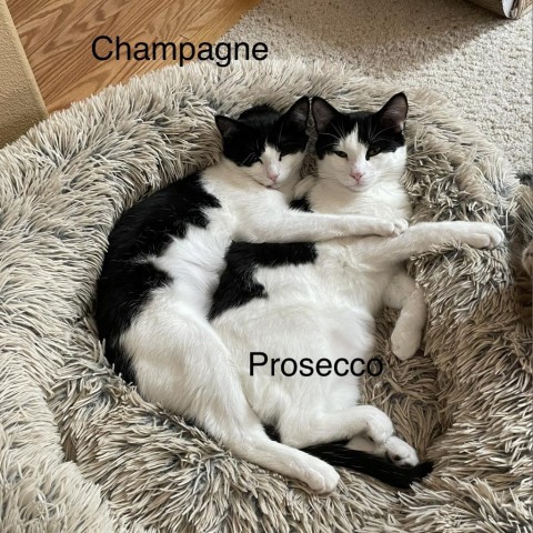 Champagne--In Foster 2