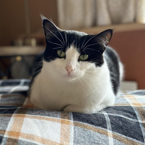 Champagne--In Foster, an adoptable Domestic Short Hair in Fargo, ND, 58102 | Photo Image 3