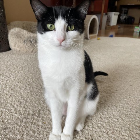 Champagne--In Foster, an adoptable Domestic Short Hair in Fargo, ND, 58102 | Photo Image 3