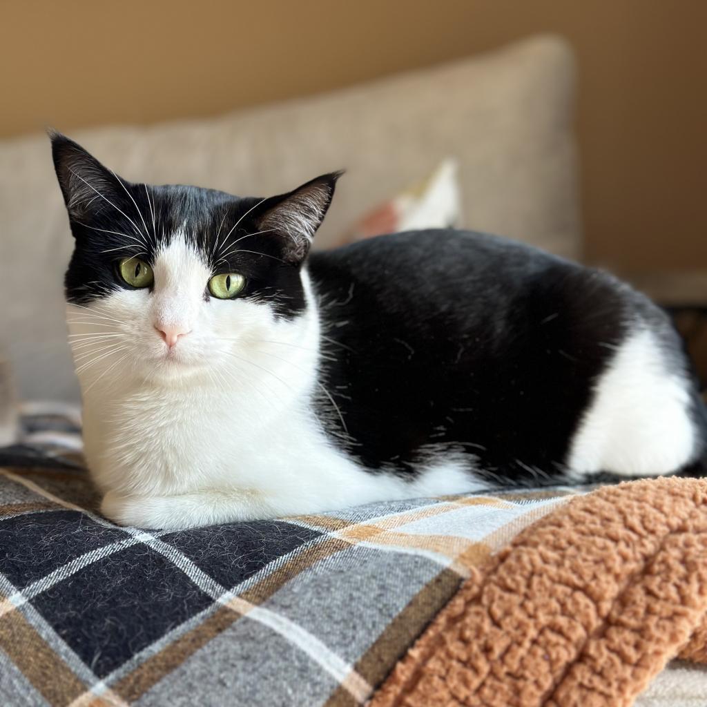 Champagne--In Foster, an adoptable Domestic Short Hair in Fargo, ND, 58102 | Photo Image 4