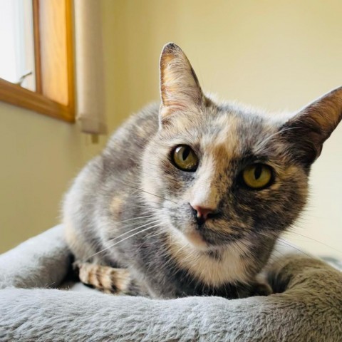 Peachio--In Foster, an adoptable Domestic Short Hair in Fargo, ND, 58102 | Photo Image 2