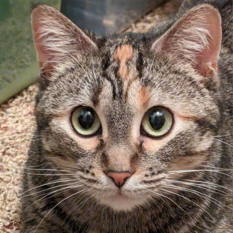 Boo Bear--In Foster, an adoptable Domestic Short Hair in Fargo, ND, 58102 | Photo Image 1