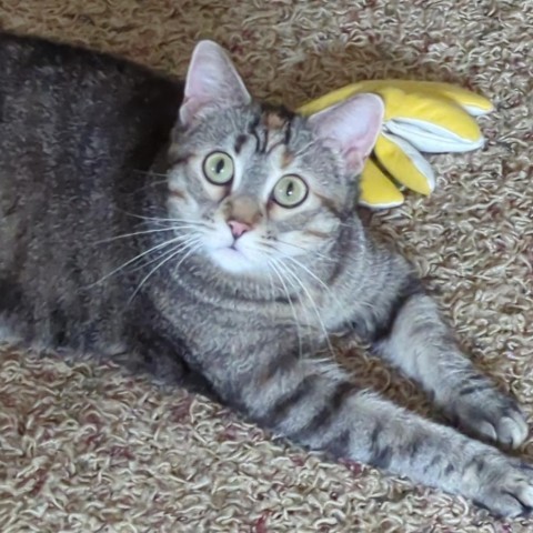 Boo Bear--In Foster, an adoptable Domestic Short Hair in Fargo, ND, 58102 | Photo Image 2