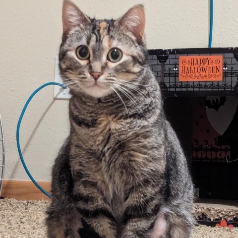 Boo Bear--In Foster***ADOPTION PENDING***, an adoptable Domestic Short Hair in Fargo, ND, 58102 | Photo Image 2