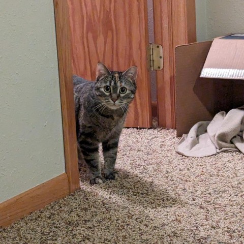 Boo Bear--In Foster, an adoptable Domestic Short Hair in Fargo, ND, 58102 | Photo Image 3