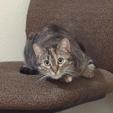 Boo Bear--In Foster***ADOPTION PENDING***, an adoptable Domestic Short Hair in Fargo, ND, 58102 | Photo Image 4