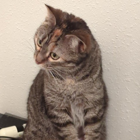 Boo Bear--In Foster, an adoptable Domestic Short Hair in Fargo, ND, 58102 | Photo Image 5