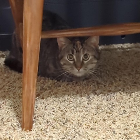 Boo Bear--In Foster, an adoptable Domestic Short Hair in Fargo, ND, 58102 | Photo Image 6