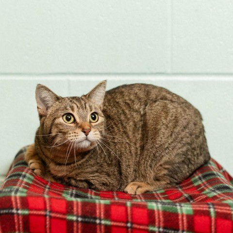 Jolly--In Foster, an adoptable Domestic Short Hair in Fargo, ND, 58102 | Photo Image 1