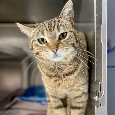 Jolly--In Foster, an adoptable Domestic Short Hair in Fargo, ND, 58102 | Photo Image 3