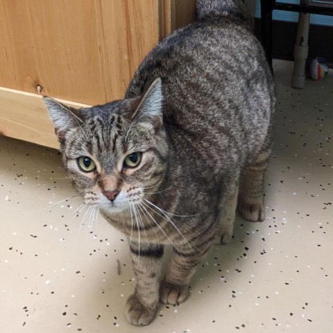 Jolly--In Foster, an adoptable Domestic Short Hair in Fargo, ND, 58102 | Photo Image 4