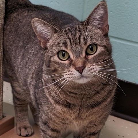 Jolly--In Foster, an adoptable Domestic Short Hair in Fargo, ND, 58102 | Photo Image 5