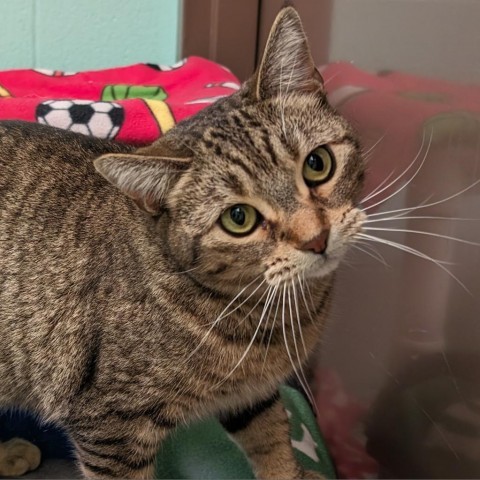 Jolly--In Foster, an adoptable Domestic Short Hair in Fargo, ND, 58102 | Photo Image 6