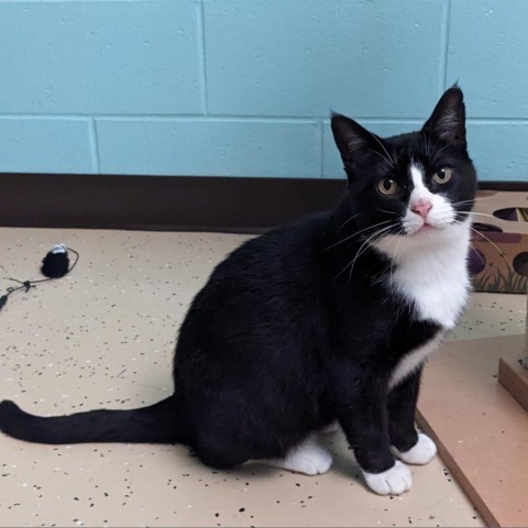 Elmyra--In Foster, an adoptable Domestic Short Hair in Fargo, ND, 58102 | Photo Image 3