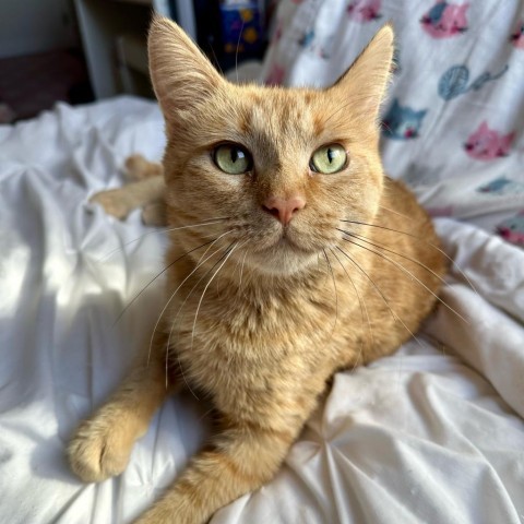 Lenora--In Foster, an adoptable Domestic Short Hair in Fargo, ND, 58102 | Photo Image 1