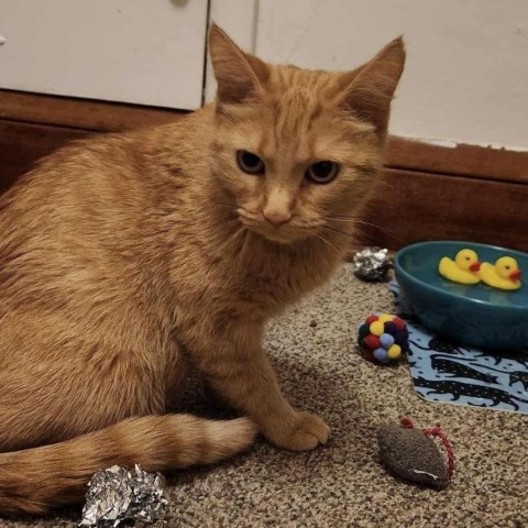 Lenora--In Foster, an adoptable Domestic Short Hair in Fargo, ND, 58102 | Photo Image 2