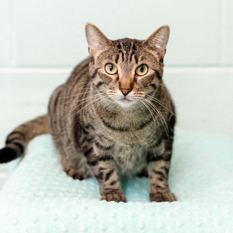 Mischief--In Foster ***ADOPTION PENDING***, an adoptable Domestic Short Hair in Fargo, ND, 58102 | Photo Image 1