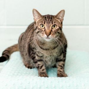 Mischief--In Foster