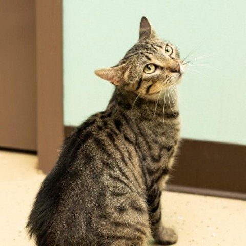 Mischief--In Foster, an adoptable Domestic Short Hair in Fargo, ND, 58102 | Photo Image 2