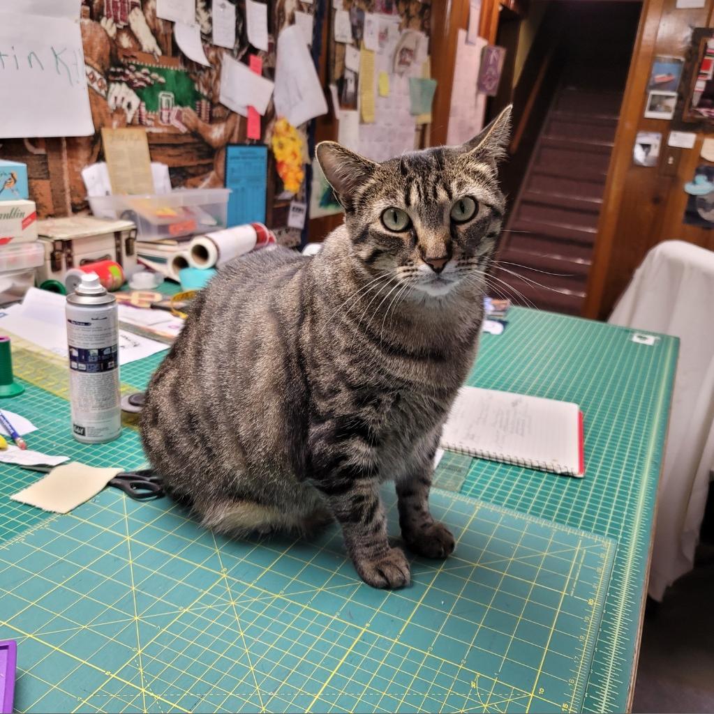 Mischief--In Foster