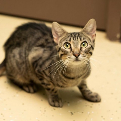 Mischief--In Foster, an adoptable Domestic Short Hair in Fargo, ND, 58102 | Photo Image 4