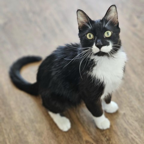 Halo--In Foster, an adoptable Domestic Medium Hair in Fargo, ND, 58102 | Photo Image 1