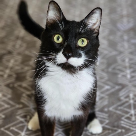 Halo--In Foster, an adoptable Domestic Medium Hair in Fargo, ND, 58102 | Photo Image 2