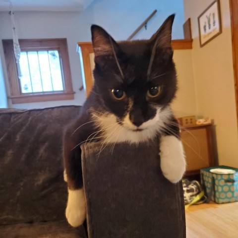 Halo--In Foster, an adoptable Domestic Medium Hair in Fargo, ND, 58102 | Photo Image 3