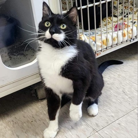 Halo--In Foster, an adoptable Domestic Medium Hair in Fargo, ND, 58102 | Photo Image 3