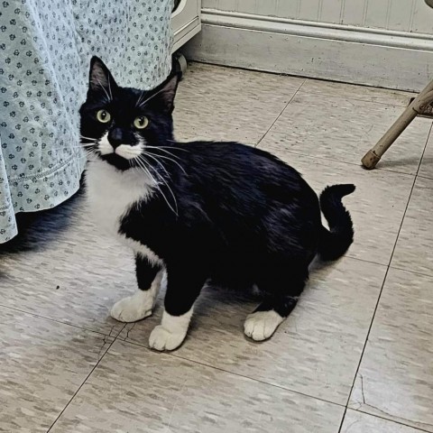 Halo--In Foster, an adoptable Domestic Medium Hair in Fargo, ND, 58102 | Photo Image 4