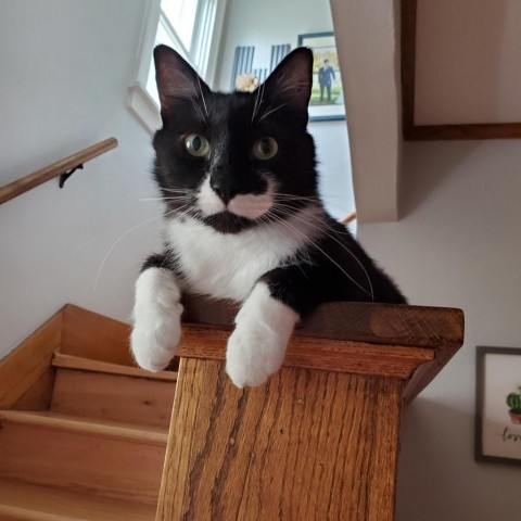 Halo--In Foster, an adoptable Domestic Medium Hair in Fargo, ND, 58102 | Photo Image 4