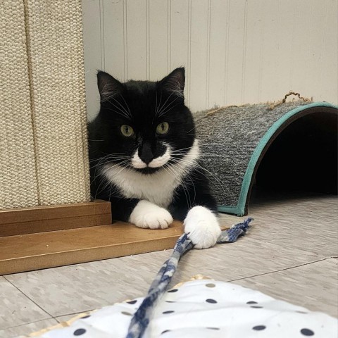 Halo--In Foster, an adoptable Domestic Medium Hair in Fargo, ND, 58102 | Photo Image 5