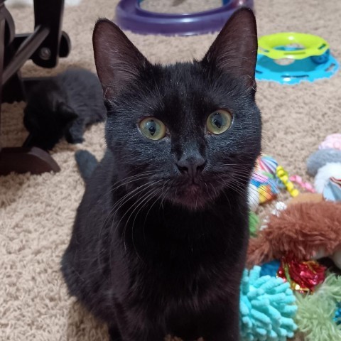 Madame Adelaide--In Foster, an adoptable Domestic Short Hair in Fargo, ND, 58102 | Photo Image 1