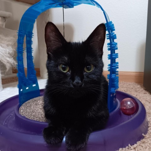 Madame Adelaide--In Foster, an adoptable Domestic Short Hair in Fargo, ND, 58102 | Photo Image 5