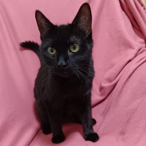 Madame Adelaide--In Foster, an adoptable Domestic Short Hair in Fargo, ND, 58102 | Photo Image 6