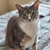 Phoebe--In Foster photo 1