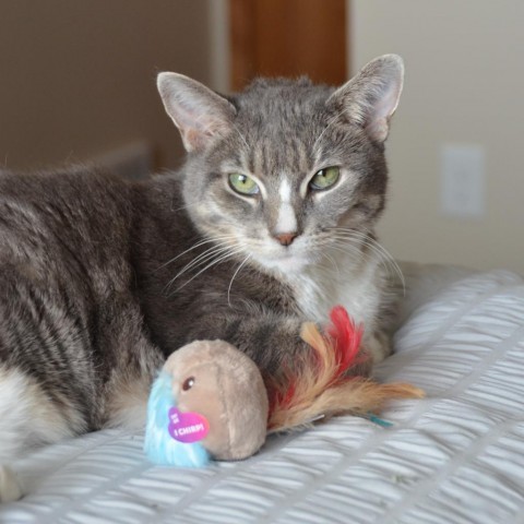 Phoebe--In Foster, an adoptable Domestic Short Hair in Fargo, ND, 58102 | Photo Image 2